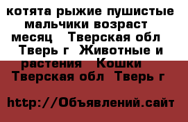 котята рыжие пушистые мальчики возраст 1 месяц - Тверская обл., Тверь г. Животные и растения » Кошки   . Тверская обл.,Тверь г.